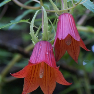 Canarina canariensis